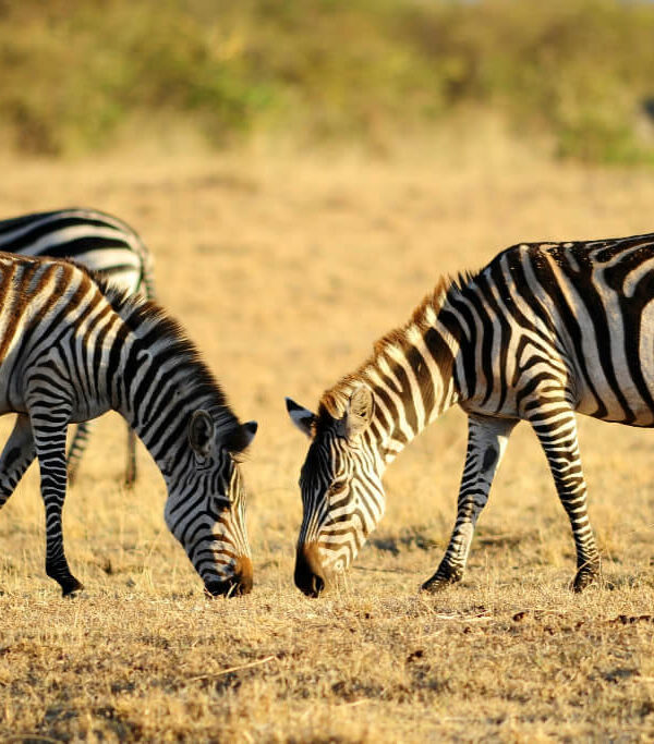 8ef48092a03d2078994772864f11d7a831cea185