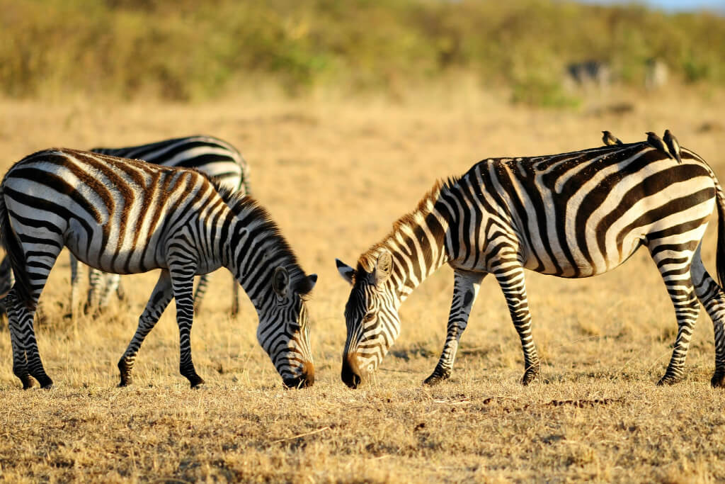 8ef48092a03d2078994772864f11d7a831cea185