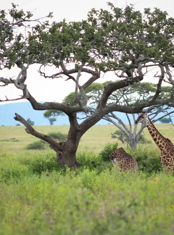 lewenei-ole-serai-luxury-camp-turner-springs-6